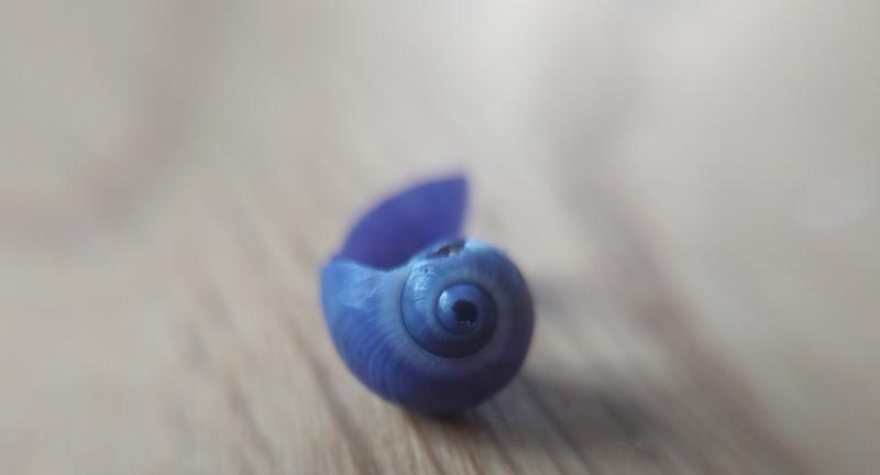 Janthina / Violet Snails: Tiny Purple Weirdos of Oregon Coast