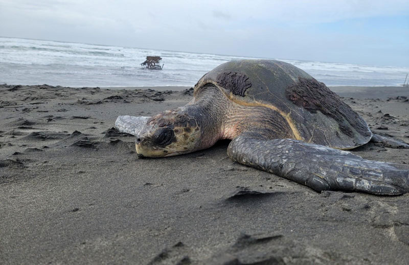 Two Olive Ridley Sea Turtles Found Barely Alive on Oregon Coast