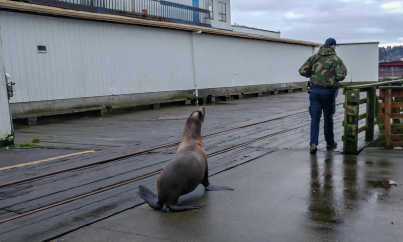 Late Fall Fun on Oregon Coast: Tidepools, Birds, Mammal Spotting 