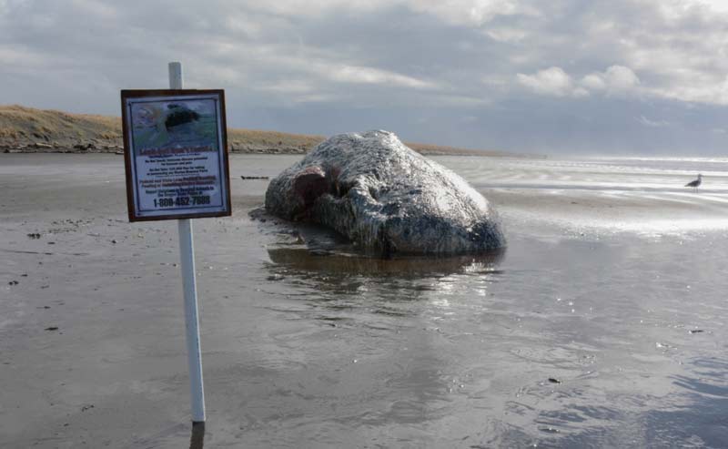 Warrenton Had an 'Exploding Whale' 30 Years Before Central Oregon Coast
