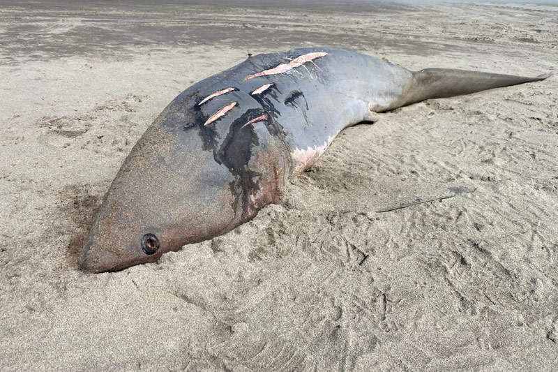 Sharks of Washington Coast / Oregon Coast: Beach Stranding, Research Landmarks