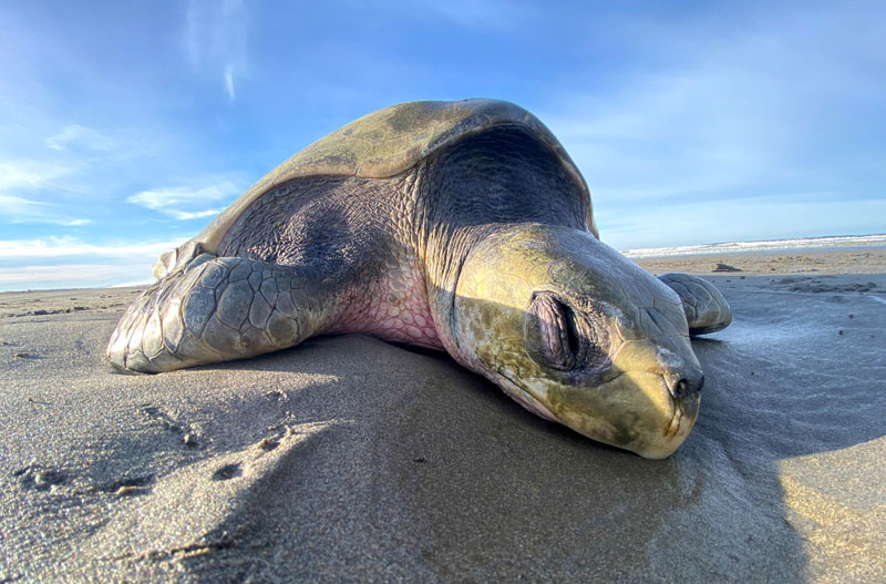 Oregon Crew Tries to Rescue Sea Turtle on Washington Coast 