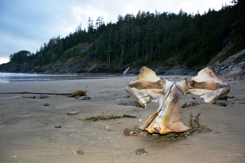 Cue Micheal Jackson: 'Zombie' Whales of Oregon Coast History 