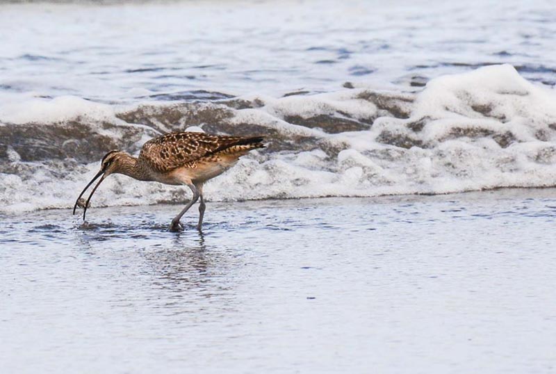 The Whimbrel of Oregon / Washington Coast 