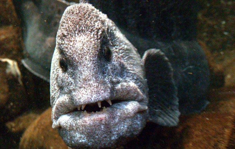 Wolf Eel on Oregon / Washington Coast: It Only LOOKS Like It Doesn't Like You 