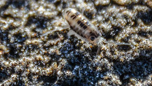 Pale Beach Hopper, the most common of the critters on the Oregon coast