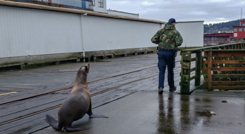 Comical and the Sad on Oregon Coast: Silly Sea Lion, Rescued Turtle Dies 