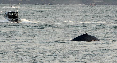 Oregon Coast Scientists Discover More About Danger Areas for Whales