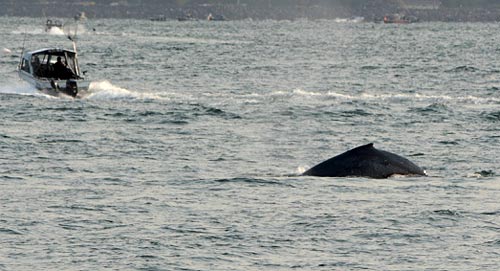 Five Extravagant Digs to Watch Whales: Oregon Coast Travel Tips