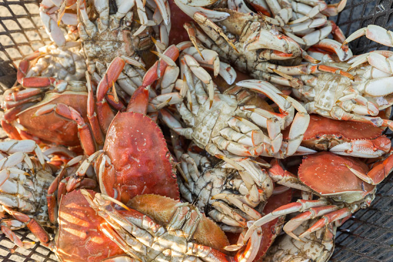 Astoria Crab / Wine Fest Returns to North Oregon Coast as Live Event in April