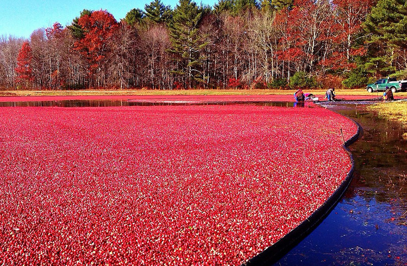 S. Oregon Coast's Bandon Cranberry Festival Kicks Up a Colorful Storm of Taste, Music, Fun 