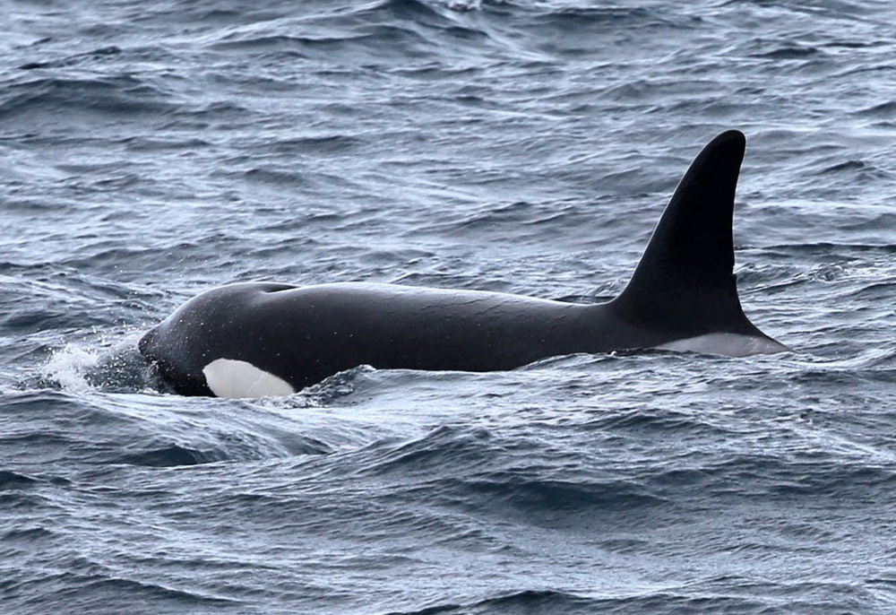 Possible New Killer Whale Discoveries Off Oregon Coast Waters 