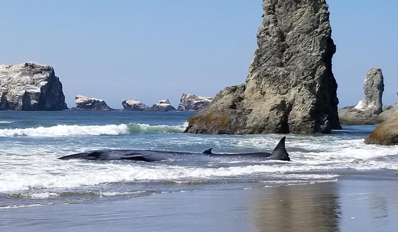 Rarely Seen Sei Whale Strands on S. Oregon Coast, Then Dies