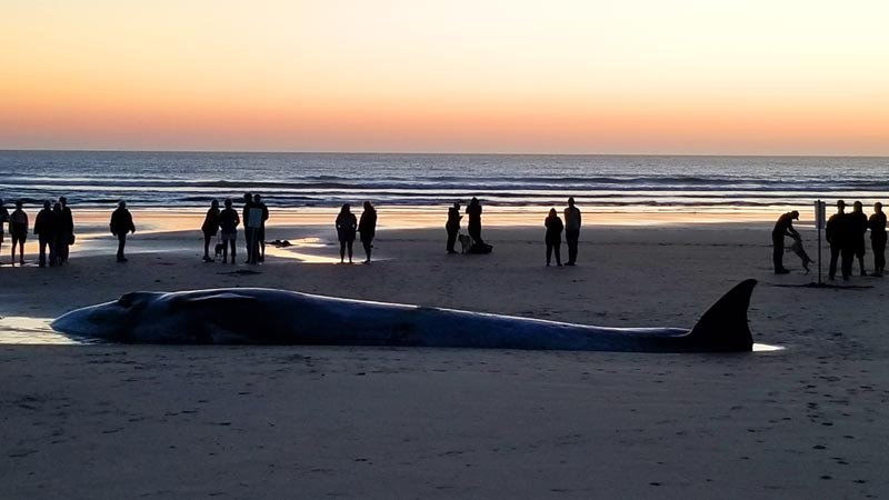 S. Oregon Coast Whale Confirmed to be Rare, Last Time Seen 50 Years Ago 