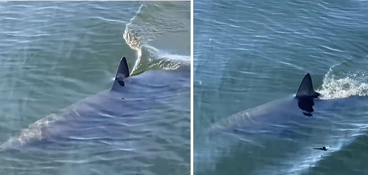 Quirky Oregon Coast Finds: Great White Video, Chunk of Dock 