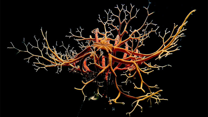 Intricate, Fragile, Freaky: Oregon Coast Sea Star is Like Nothing You've Seen