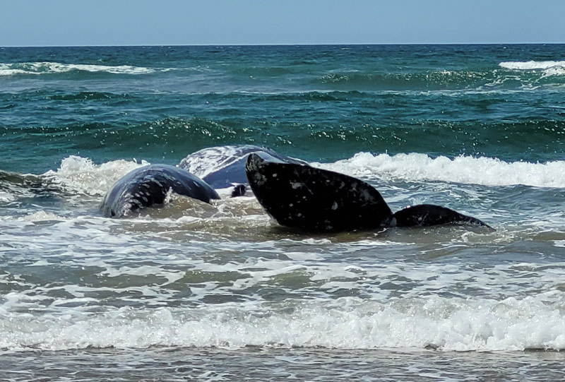 Three Gray Whales Strand on Oregon Coast: Calf from Orca Attack; Mother and Calf Swim Away 