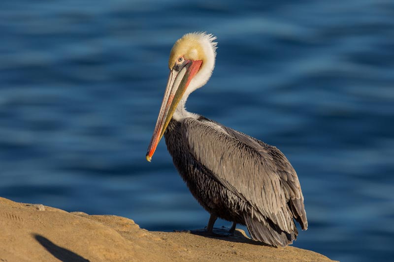 Scientific Discoveries This Year at Cape Falcon Marine Reserve, N. Oregon Coast 