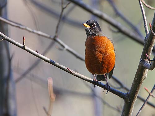 Photo of an American Robin by Ram Papish