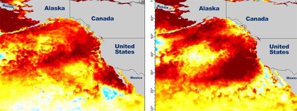 New Blob Seems on Track to Affect Oregon Coast, Washington Coast 