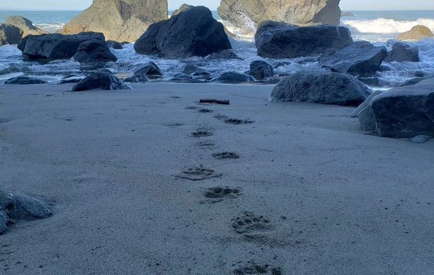 Beware of Bears on Oregon Coast Due to Late Berry Crops, Say Officials