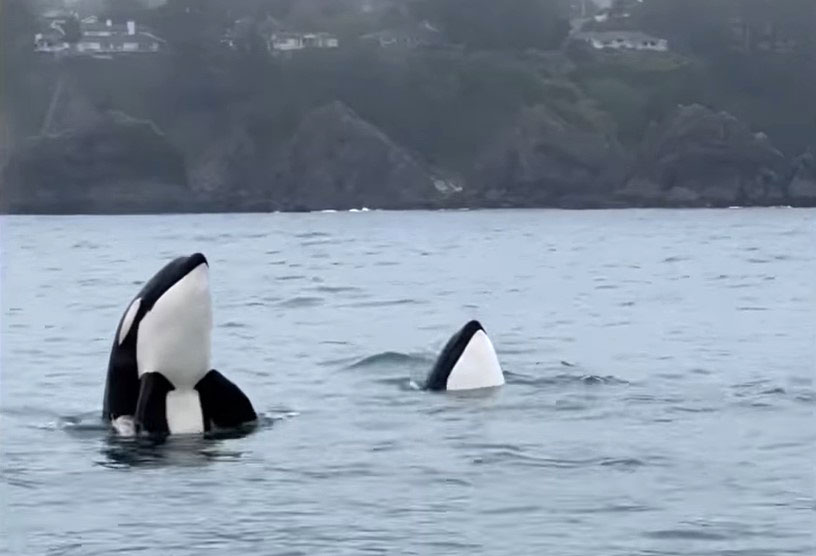 New Surge in Orca Sightings Over Weekend Good Sign for Oregon Coast Holiday