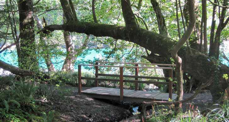 South Oregon Coast's Loeb State Park Opens to Camping 