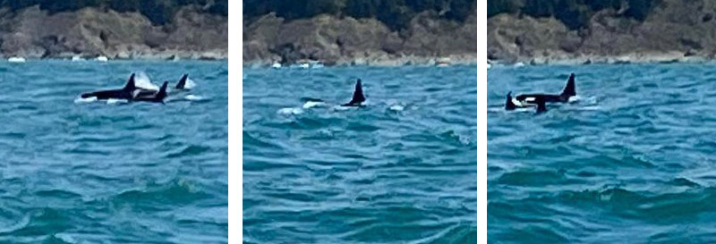 More Orca Sightings on South Oregon Coast, Seen Roving, Hunting Near Brookings