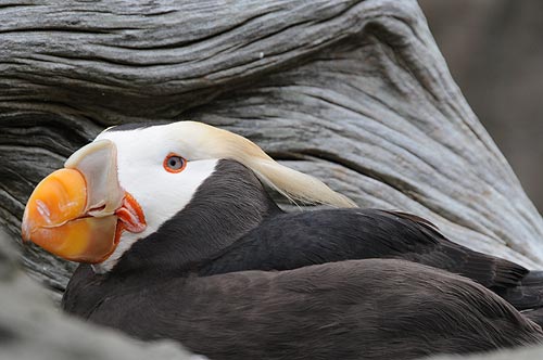 Horned and tufted puffin photos from Alaska's coast.