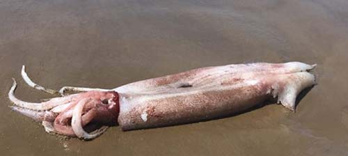 Real Oregon Coast Rarity: Never Before Seen Clubhook Squid Washes Up