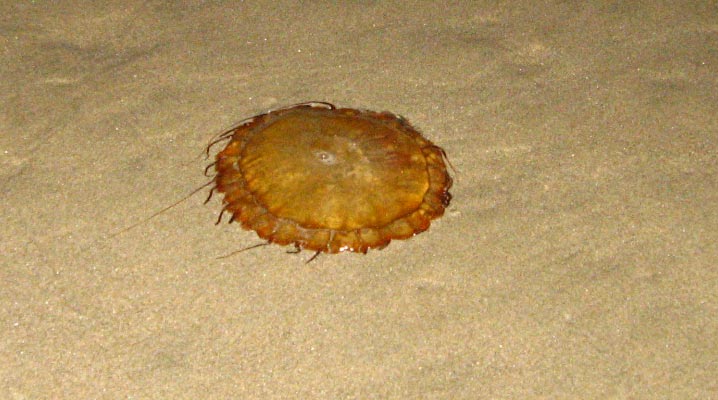 What You Might Find: 1000s of Jellyfish Crash on Oregon Coast, Including One That Stings 