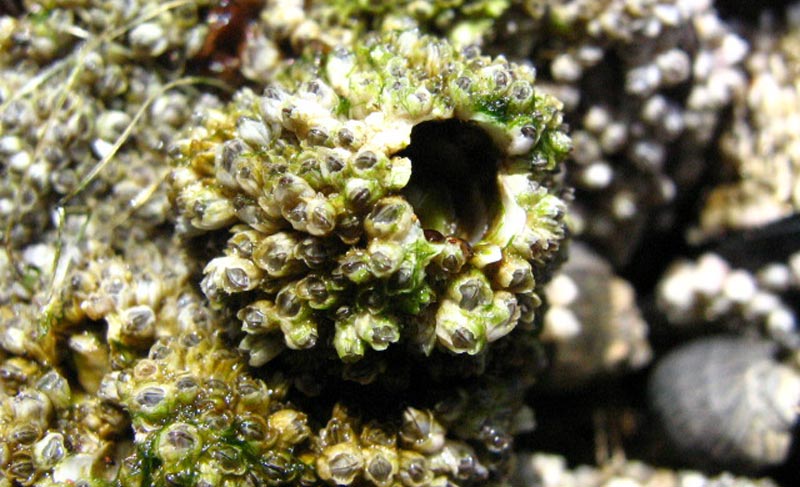 Video: Oregon Coast Talking Barnacles - Rare Sound Recording