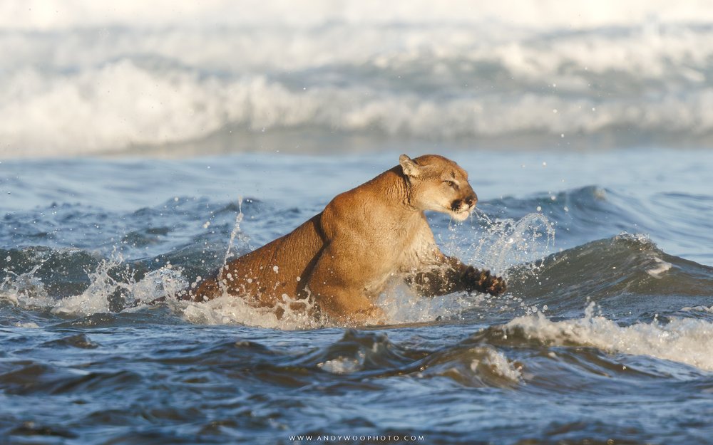 Stunning Photos of Oregon Coast Cougar Incident - How's and Why's