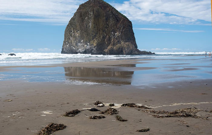 Scores of Dead Birds on Oregon Coast - Why Shows Mother Nature's Power