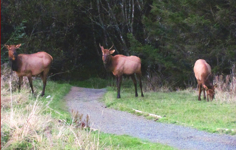 Cautions, Advice for Watching Elk on Oregon Coast