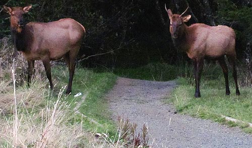 The Delights and the Dangers of N. Oregon Coast Elk 