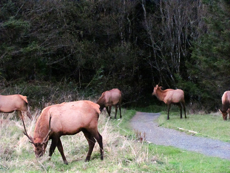 Letting the Wild Find You on Oregon Coast: Bears, Elk, Seals Right Now 