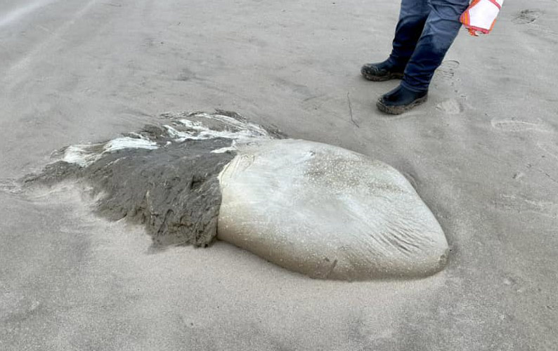 When a 'Gigantic Jellyfish' Found on Oregon Coast Isn't What It Seems