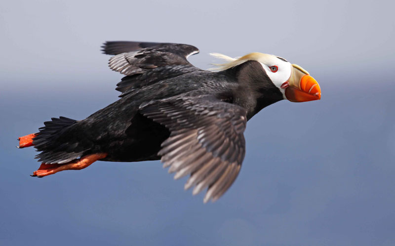 Tufted Puffin Season Begins on N. Oregon Coast: First Pair Seen Already