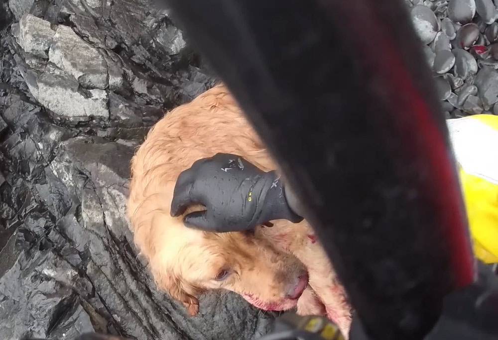 Golden Retriever Traumatized by Fall Off Oregon Coast Cliff, Rescued by Coast Guard Helicopter - Updates