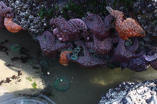 A potluck in Cannon Beach on August 20