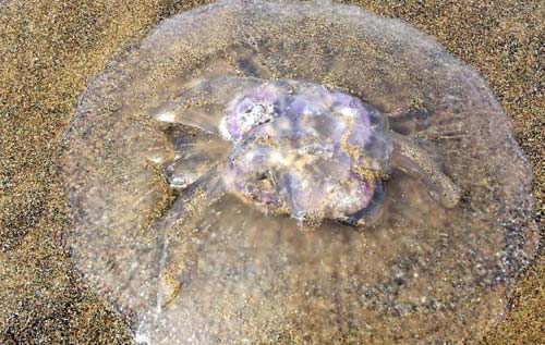 A Bevy of Beach Finds on Oregon Coast Lately, Including a Stinging Nettle