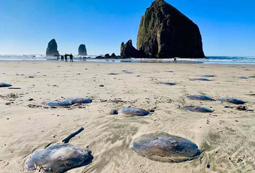Remarkable Number of Moon Jellies Hit N. Oregon Coast
