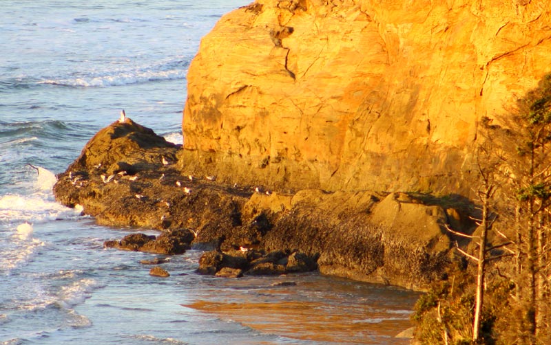 Curiosities, Ancient Surprises Near Cannon Beach, N. Oregon Coast 