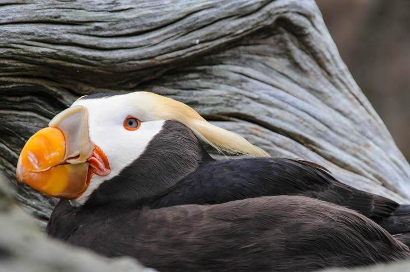 Striking Tufted Puffins Returning to Oregon Coast; Cannon Beach Event Welcomes Them