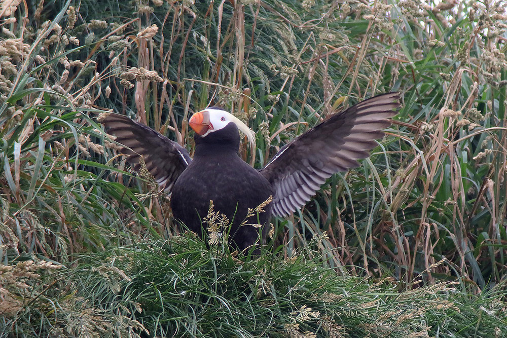 Cuteness Overload: Tufted Puffins Returning, Cannon Beach and N. Oregon Coast Celebrations