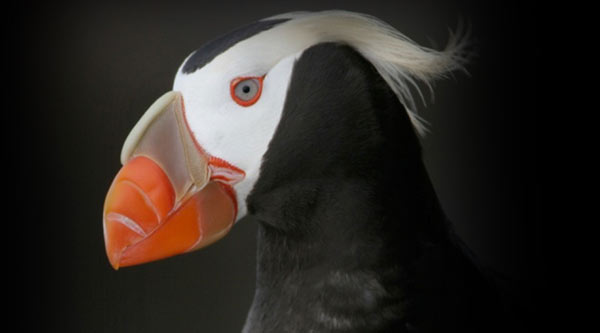 North Oregon Coast and The Great Puffin Watch 