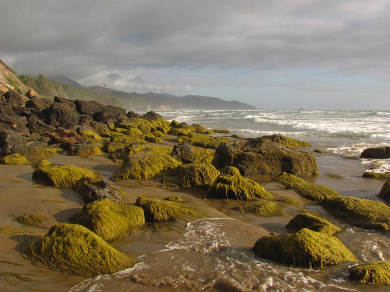 Mysterious, Even Mystical at One N. Oregon Coast Spot Near Cannon Beach 