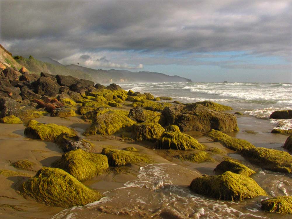 Finds Near Cannon Beach Include Chattering Creatures, the Whimsical and 18-Million-Year-Old Oregon Coast 