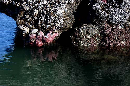 tide pool season on the Oregon coast 